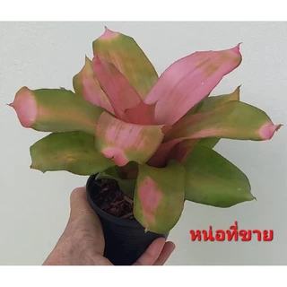 หน่อสับปะรดสี Neo. Pink Debbie มีรากเดินแล้ว ส่งแบบถอดกระถาง