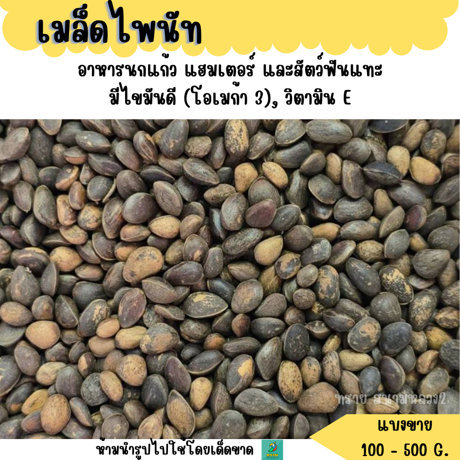 เมล็ดไพนัท (แบ่งขาย 100 G. - 500 G.) อาหารนกแก้ว แฮมเตอร์ และสัตว์ฟันแทะ