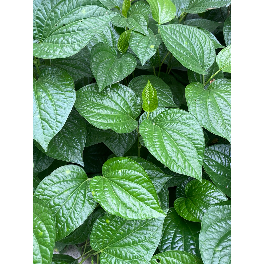 ต้นใบชะพลูตัดสดติดก้านติดราก (แบบกิ่งตัดติดราก)