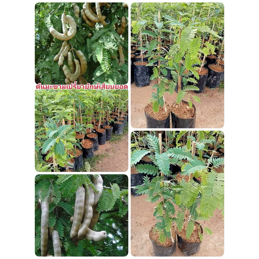 🍀ต้นมะขามเปรี้ยวยักษ์เสียบยอด☘️ต้นสูงประมาณ 60 ถึง 80 เซนติเมตรพร้อมปลูก