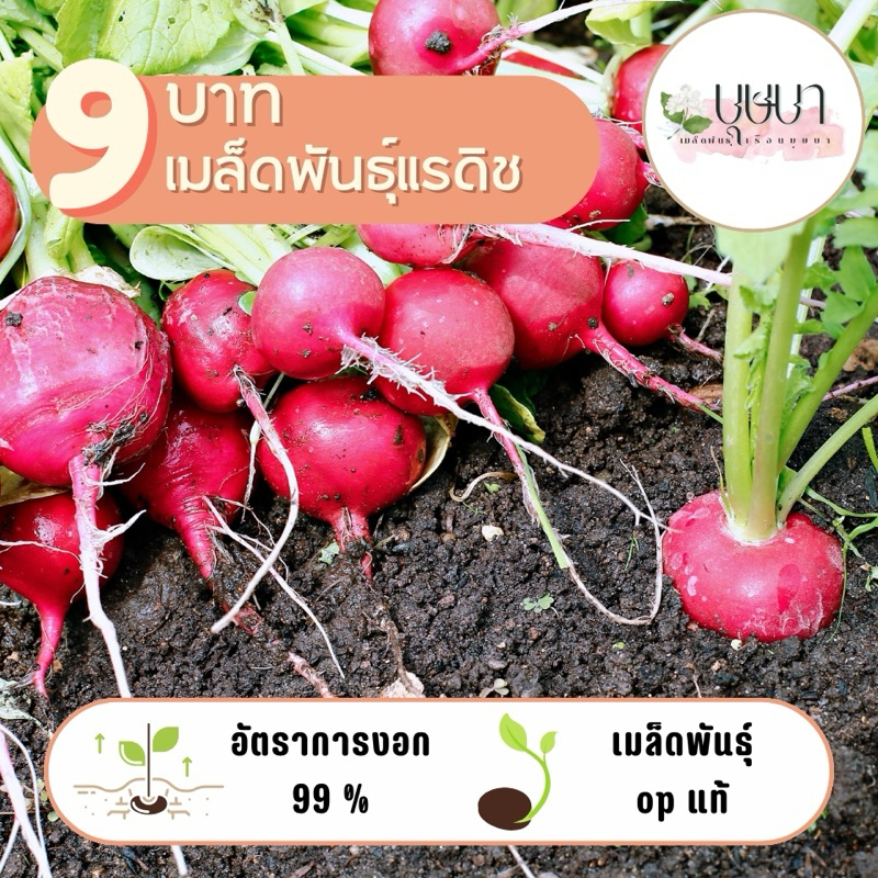เมล็ดพันธุ์แรดิช 9บาท 60เมล็ด