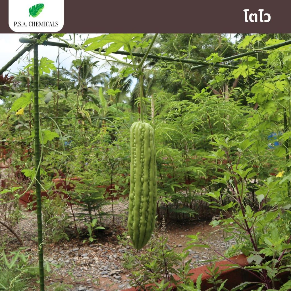 น้ำหมักปลาทะเลเข้มข้น จุลินทรีย์ (ปลา) หมักมานานเกิน 1 ปี กลิ่นไม่เหม็นฉุน ช่วยบำรุงต้น ลูกดก โตไว - รูปที่ 5