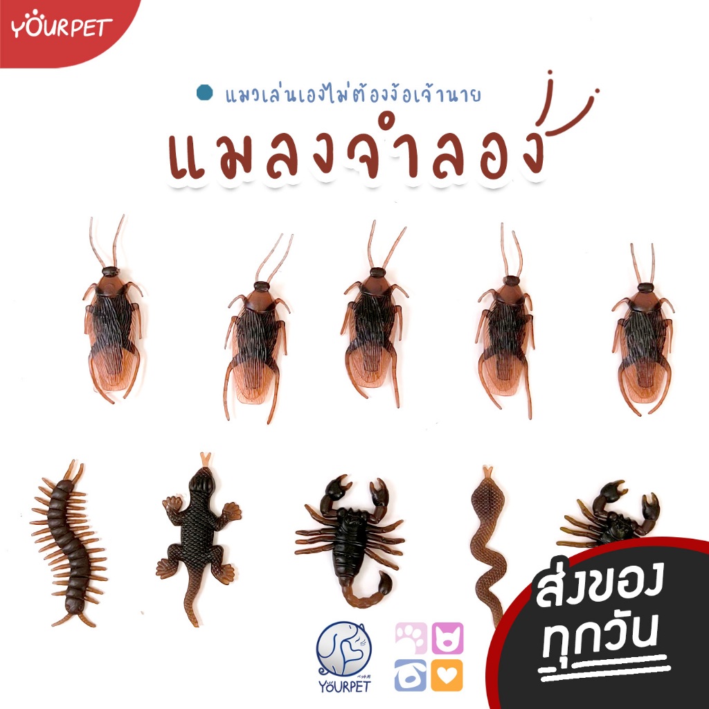 ของเล่นแมว แมลงจำลอง แมลงสาบปลอม งูปลอม แมงป่องปลอม จิ้งจกปลอม ไว้ให้แมวแมวเขี่ยเล่น