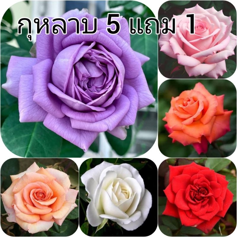 ซื้อ 5 แถม 1 กุหลาบ ต้นกุหลาบ กิ่งกุหลาบ (ส่ง 2 ต้นขึ้นไป) เลือกสายพันธุ์ได้ สายพันธุ์ต่างประเทศ ไม้ดอกไม้ประดับ ไม้แดด