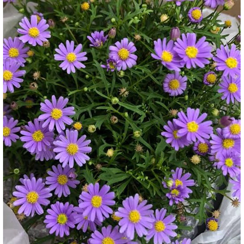 ต้นกล้าDaisy ม่วง  บลู Daisy เดซี่ม่วงเลื้อย กินได้ – โปรปัง