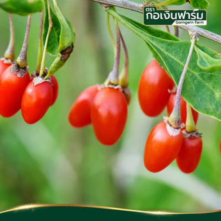 เก๋ากี้แดง ตรา กอเงินฟาร์ม Goji Berry Gorngern Farm Brand ขนาด 200 กรัม ทำอาหาร ชา เครื่องดื่ม