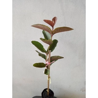 แดงศรีสะเกษ3 แท้100% ฝรั่งแดงศรีสะเกษเบอร์3ต้นเสียบยอดตอโอกินาว่าสูง50-70ซม.รับประกันสายพันธุ์100%