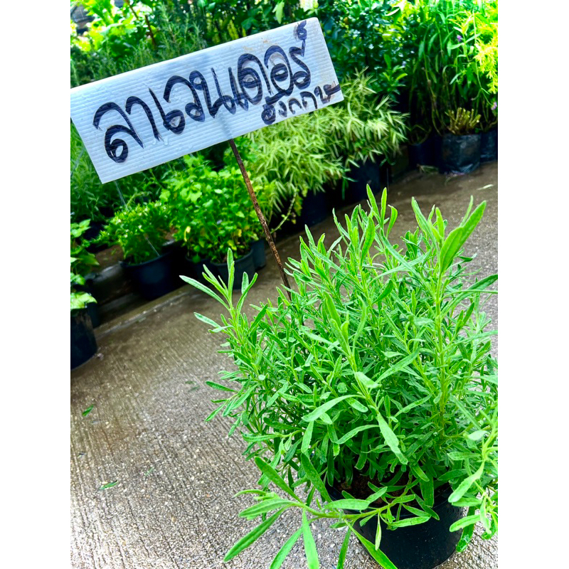 ลาเวนเดอร์ อิงลิช English Lavender / Lavandula Angustifolia / True Lavender ลำต้นสูง พุ่มกว้าง ส่งทั้งกระถาง