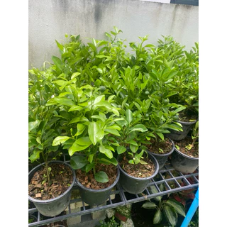 ต้นส้มจี๊ด🍊( ติดลูกทุกกระถาง )#มี 3 ขนาดให้เลือก กระถาง 5-8-10 นิ้ว