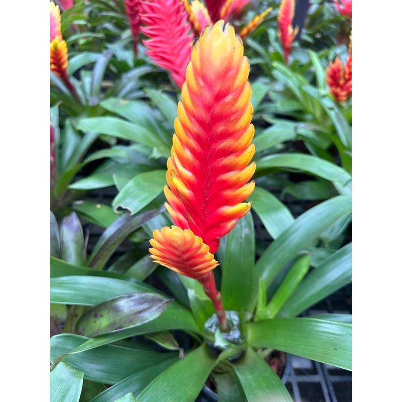 สับปะรดสี (วีร์เซีย) **ส่งติดดอก กระถาง 6 นิ้ว | ไม้ยอดนิยม ประดับตบแต่งสวน