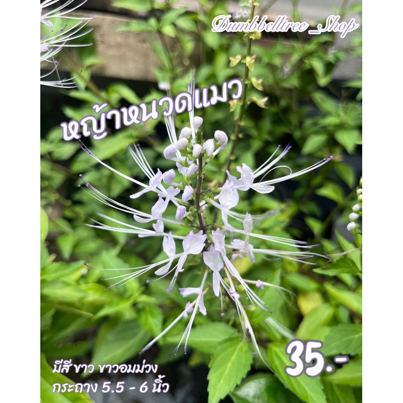 หญ้าหนวดแมว กระถาง 6 นิ้ว ไม้ดอกอายุหลายปี | แสงแดด: แสงแดดเต็มวัน อากาศค่อนข้างเย็น น้ำ: ปานกลางถึงมาก