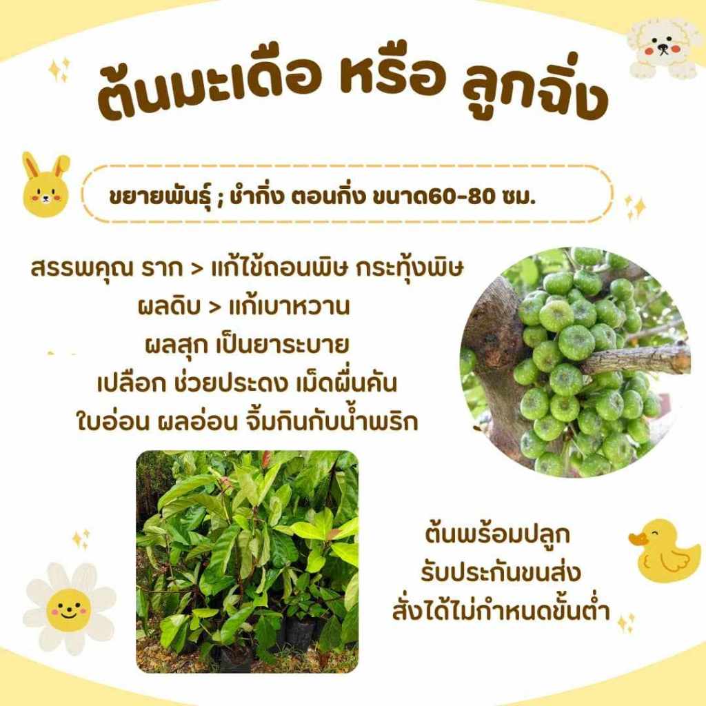 ต้นมะเดื่อหรือลูกฉิ่ง