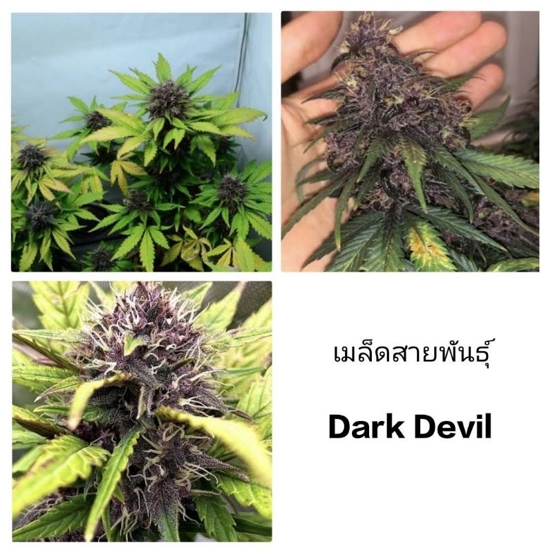 เมล็ดพันธุ์ดาร์กเดวิล Dark Devil Auto เพศเมีย90%STSทำเมล็ด