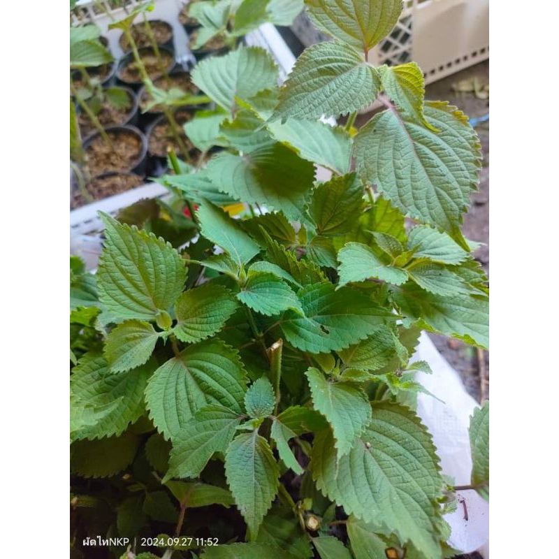 #ผักอิโต๋ #ต้นผักกะแยงแกว #ต้นชิโสะ #ต้นผักป่าน 🌿🌿🌿🌿ดู