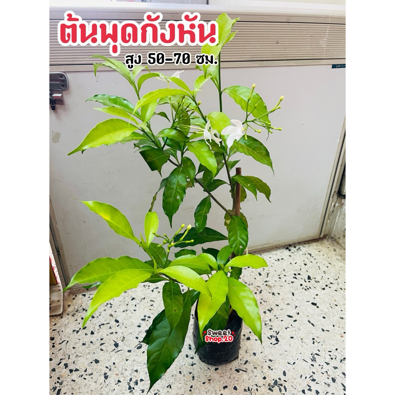 ต้นพุดกังหัน ดอกสีขาวมีกลิ่นหอม ออกดอกตลอดปี