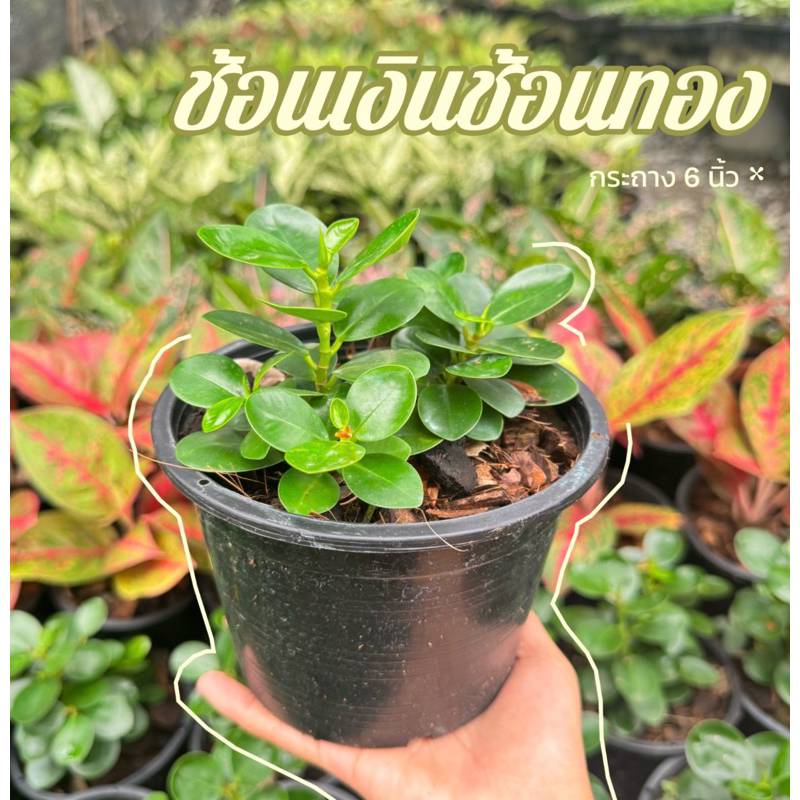 ต้นช้อนเงินช้อนทอง ต้นไม้มงคล กระถาง 6 นิ้ว