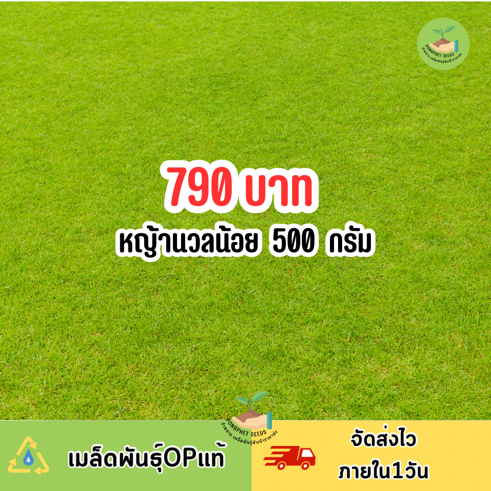 หญ้านวลน้อยแท้ บรรจุ 500 กรัม