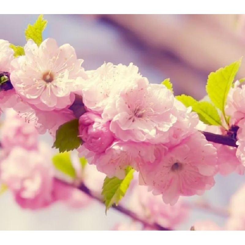 44. เมล็ดซากุระกิ่งย้อย ซากุระพันธุ์ห้อยย้อย  sakura นำเข้าจากญี่ปุ่น ชิดาเระซากุระ 💯💯