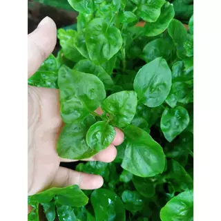 ต้นกล้า วอเตอร์เครส สีเขียว ราชินีผัก สำหรับคนรักสุขภาพ green watercress สลัดน้ำ กล้าละ 10บาท