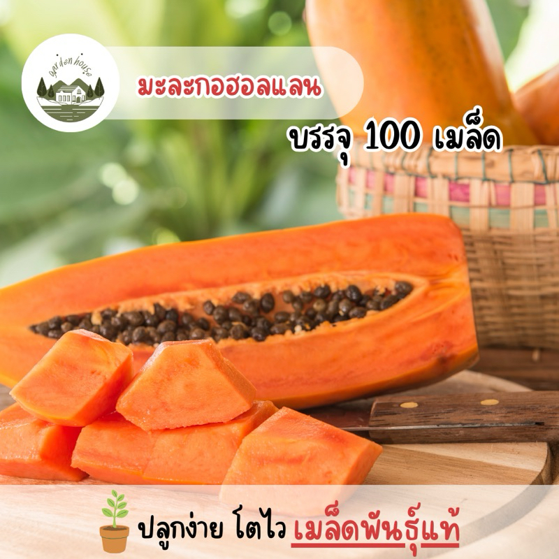 มะละกอพันธุ์ฮอลแลนด์ 100 เมล็ด