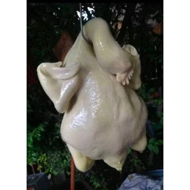 โมเดลไก่ต้มทำจากเรซิ่นขนาดเท่าไก่จริง3โลครึ่งเหมาะสำหรับแขวนโชว์แทนของจริงสำหรับร้านข้าวมันไก่สวยงามครับขายกันไม่แพงครับ