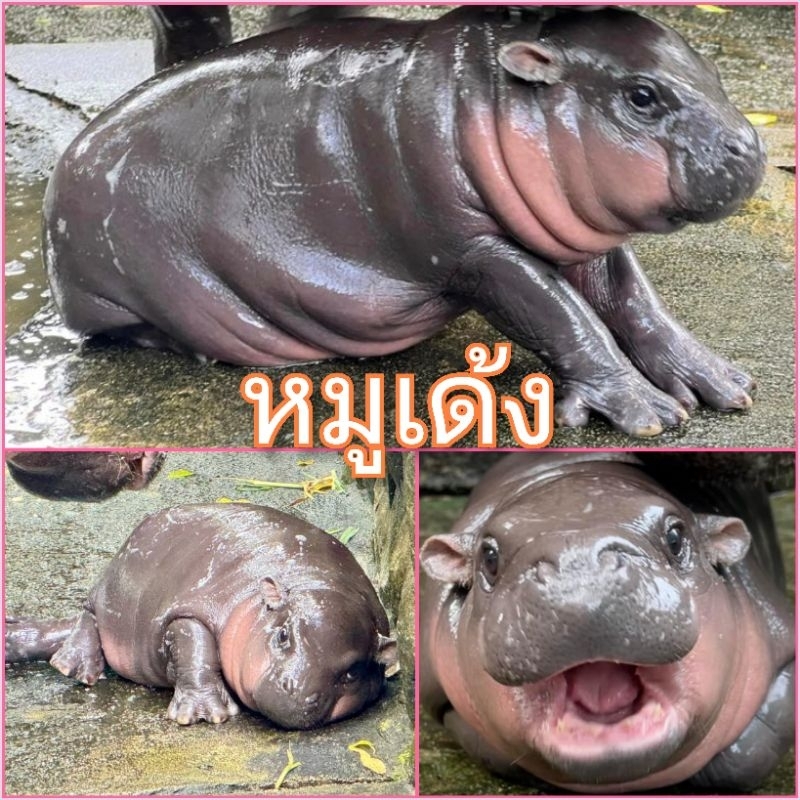 พร้อมส่งในไทย รวมผลิตภัณฑ์ น้องหมูเด้ง
