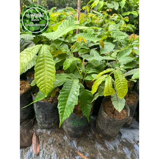 ต้นลำใยคริสตัล ต้นลำใยคริสตัลสีแดง ต้นลำใยคริสตัลสีเขียว ต้นลำใยคริสตัลสีม่วง เสียหายเคลมฟรี