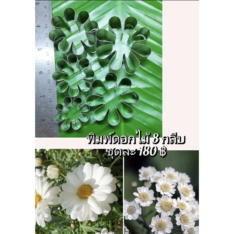 พิมพ์ตัดอลูมีเนียมรูบกลีบดอกไม้ 8 กลีบ