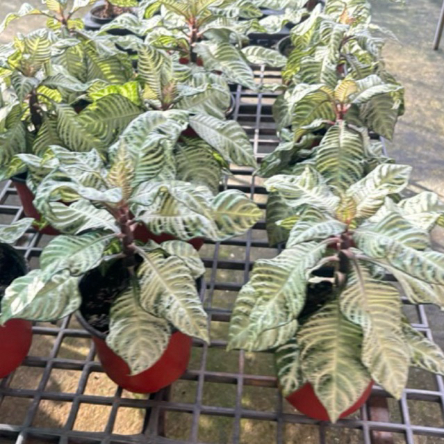 สวยมากกกม้าลาย (Aphelandra squarrosa) ด่างขาวสวยแปลกตา ใหม่สุดในไทย กระถาง5-6นิ้ว