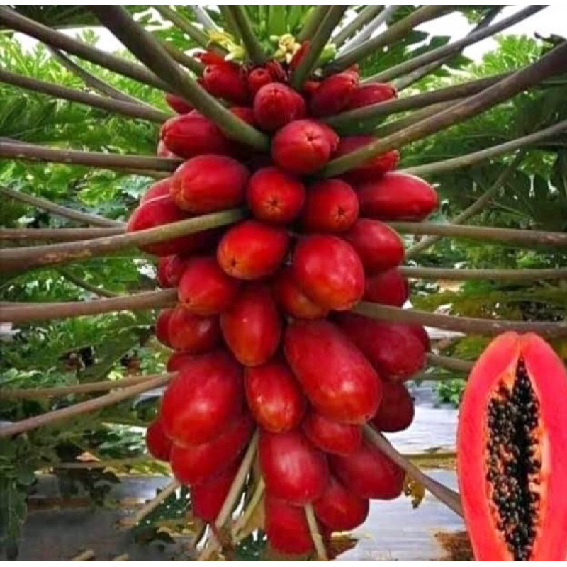 เมล็ดพันธ์มะละกอ ใต้หวัน (Red Ruby)  ✅ลูกดกลูกสวย สีแดงสด
