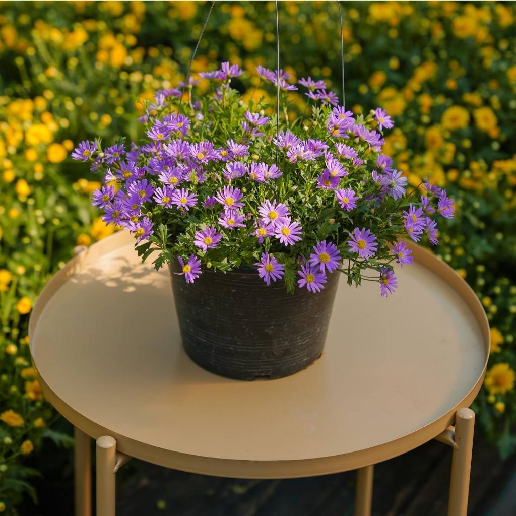 Treeno.9 T198 เดซี่ม่วง ดอกใหญ่ - ดอกไม้กินได้ (Purple Daisy) กระถางแขวน 8 นิ้ว / สูง 20-30 ซม. / ไม้ดอก (ต้นไม้)