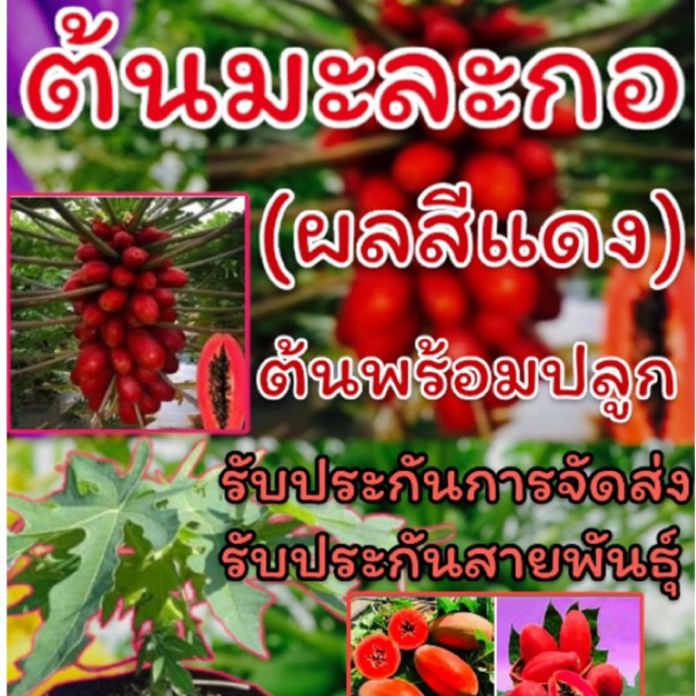 ต้นมะละกอ(ผลสีแดง)สายพันธุ์หายาก รับประกันสายพันธุ์ รับประกันการจัดส่ง ต้นไม้นำเข้า ต้นมะละกอ ผักสวนครัว ผัก