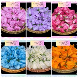 ดอกจำปี หัวดอกจำปี ดอกจำปา