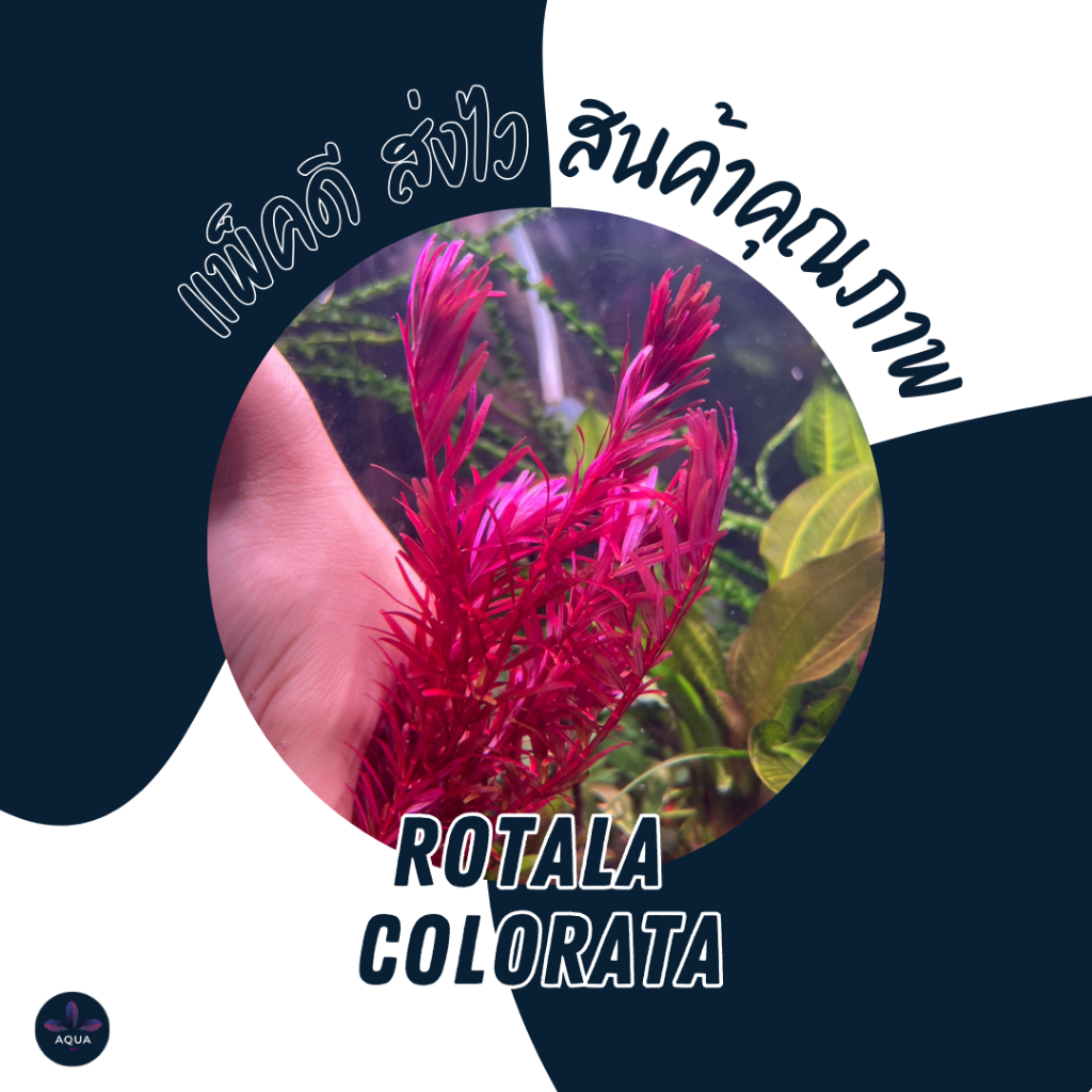 Rotala colorata (โรทาล่าโคโรลาต้า)ใบน้ำ 10 กิ่ง 100 ไม้ข้อสำหรับปลูกหลังตู้ ต้นไม้น้ำสีแดงเข้ม