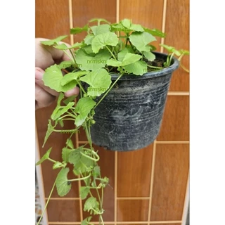 บัวบกในกระถางขนาด5นิ้วเพคคู่2กระถางราคา55บาท/พร้อมส่ง