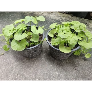 บัวบกในกระถางขนาด5นิ้วเพคคู่2กระถางราคา55บาท/พร้อมส่ง