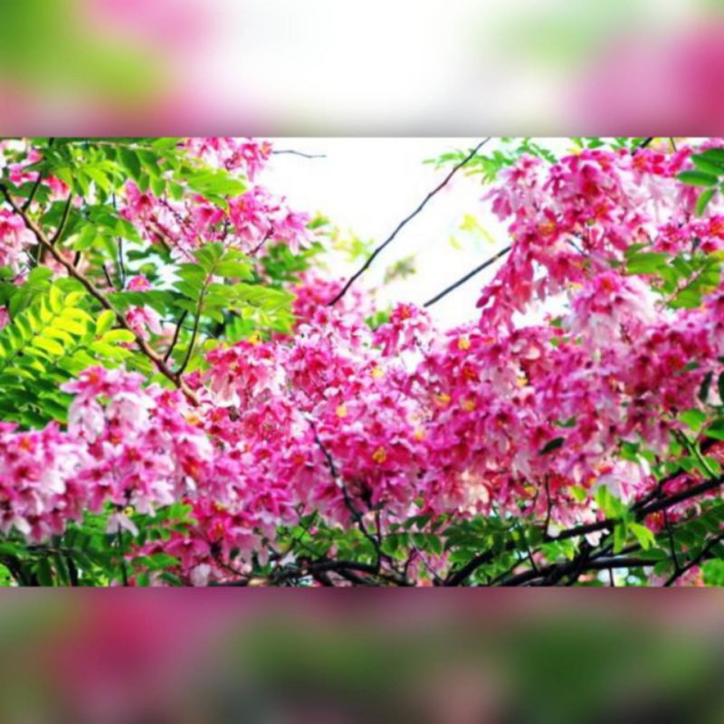เมล็ดพันธุ์ชัยพฤกษ์ บรรจุ20เมล็ด