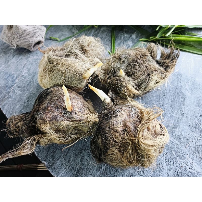 เมล็ดพันธุ์ตาลโตนดโคราช 5 เมล็ด 25บ