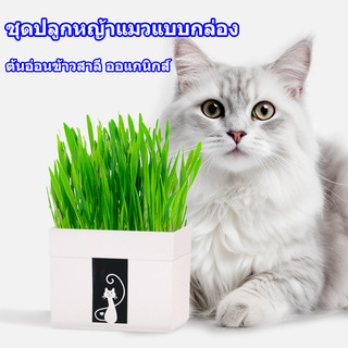 หญ้าแมว [มือใหม่ก็ปลูกได้ เมล็ดพันธุ์คุณภาพ] สินค้าครบชุดพร้อมปลูกทันที ต้นอ่อนข้าวสาลี หญ้าเเมว สำหรับสัตว์เลี้ยง