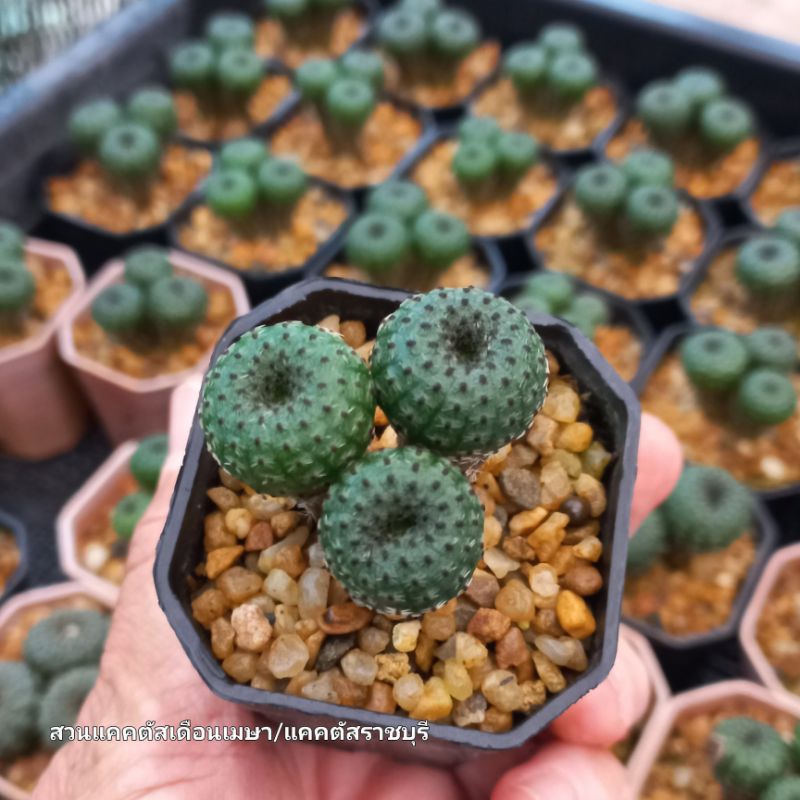 เฟเลียเฟโอดิสก้า (Frailea phaeodisca) กระถาง 3 ต้น ขนาดกระถาง 2 นิ้ว