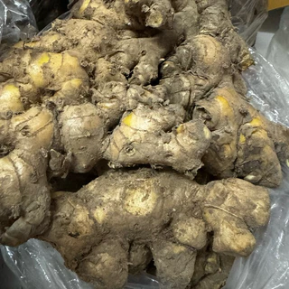 ไพลสด แก่ๆ จากสวน 1กก พร้อมส่ง มีปลายทาง ว่านไพล ไพลเหลือง