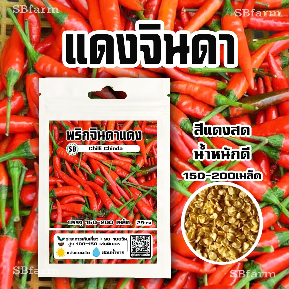 พริกแดงจินดา [150-200เมล็ด/ซอง] โปรโมชั่น [ซื้อ 2แถม 1ซอง]