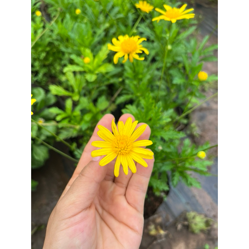 🪴ต้นดอกเดซี่เหลืองสะวันนา👉ปลูกง่าย🪴โตไว🌼ดอกไม้ทานได้