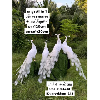 นกยูง #นกยูงโฟม #Peacock