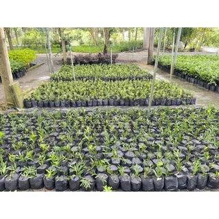 ต้นแปรงล้างขวดสีชมพู1ต้นถุงดำ ต้นเล็ก ไม้ประดับหาชมยาก