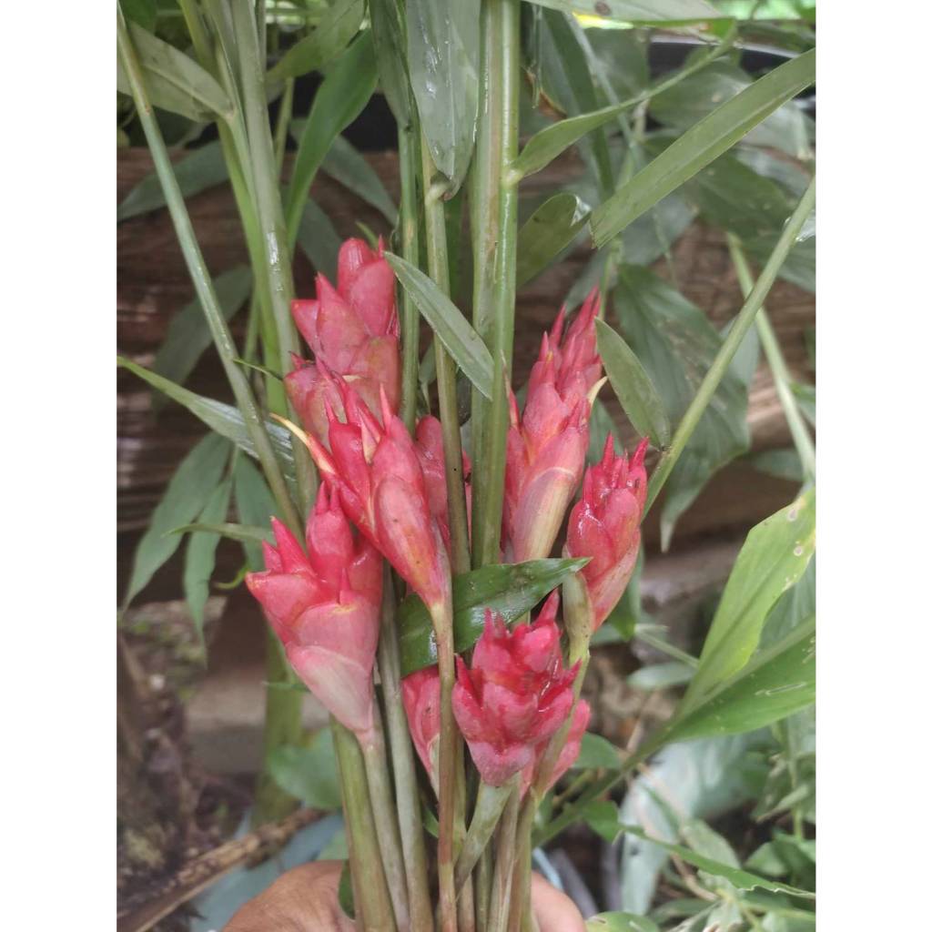 ขิงประดับ 6สีให้เลือก(เหง้า)ความงามที่กินได้ ขิงดอกขาว ขิงดอกเขียว ขิงดอกเหลือง ขิงไข่มุก ขิงกระต่าย - รูปที่ 7