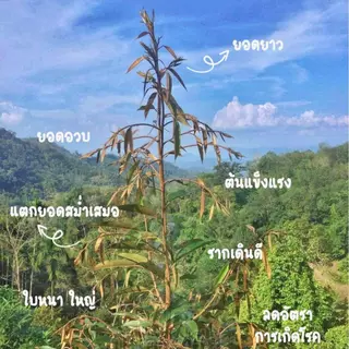 ปุ๋ยอินทรีย์ มือถือไม้ 25 กิโลกรัม (จำกัดการสั่งซื้อครั้งละ 1 กระสอบเนื่องจากน้ำหนักเยอะ)
