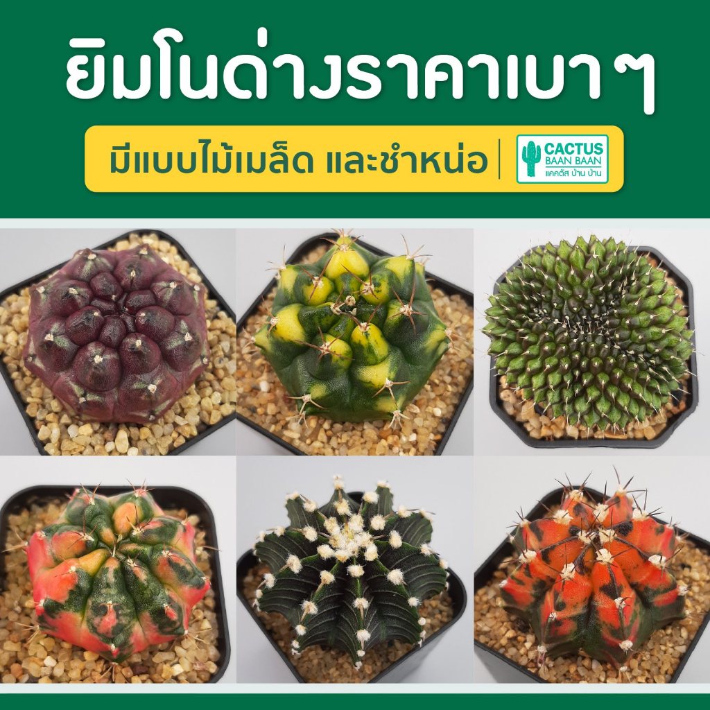 ยิมโนด่างคัดฟอร์ม ยิมโนไม้เมล็ด ไม้ชำหน่อ แคคตัส กระบองเพชร (พร้อมส่ง)
