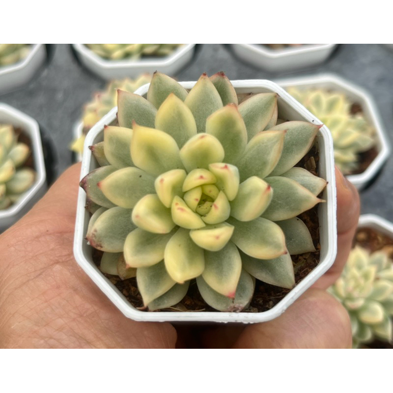 Echeveria Mebina Variegated กุหลาบหิน ไม้อวบน้ำ จัดสวนถาด ขนาด 2 นิ้ว