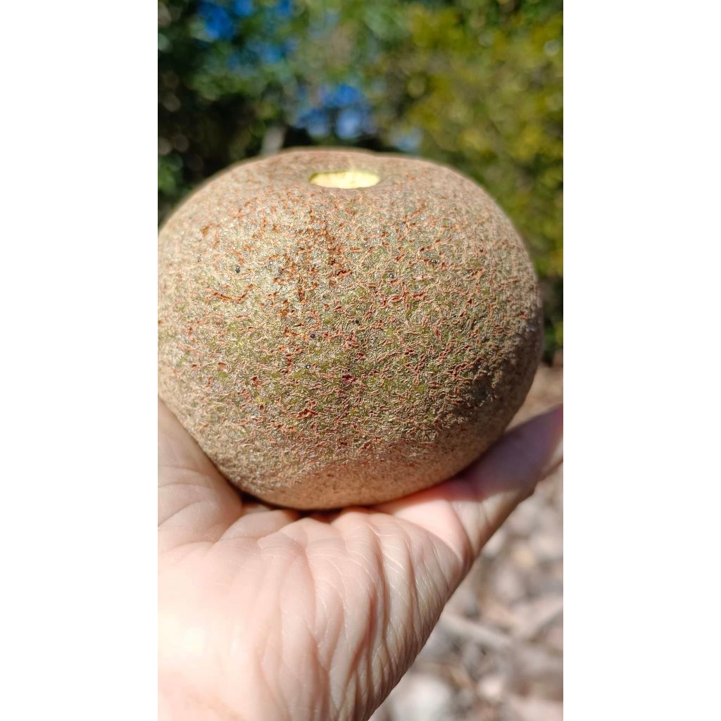 มะขวิดสุก ชุด 4 ลูก120 บาท (250-450ก.) ผลไม้โบราณรสเปรี้ยวหวานทานอร่อยคล้ายพุทราสุกและลูกไข่เน่า หาทานยากเก็บสุกร่วงภ